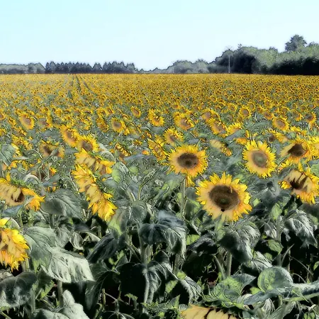 La Roseraie 3* Romagne