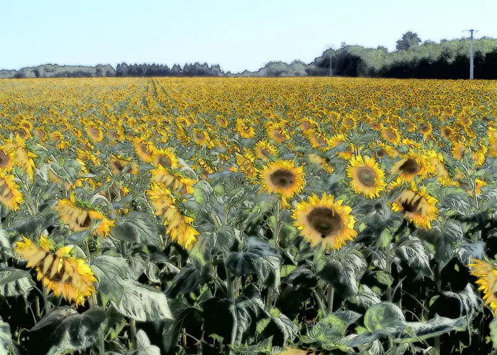 La Roseraie 3* Romagne (Vienne)